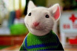 精灵鼠小弟在线观看,萌鼠奇遇记在线观影指南